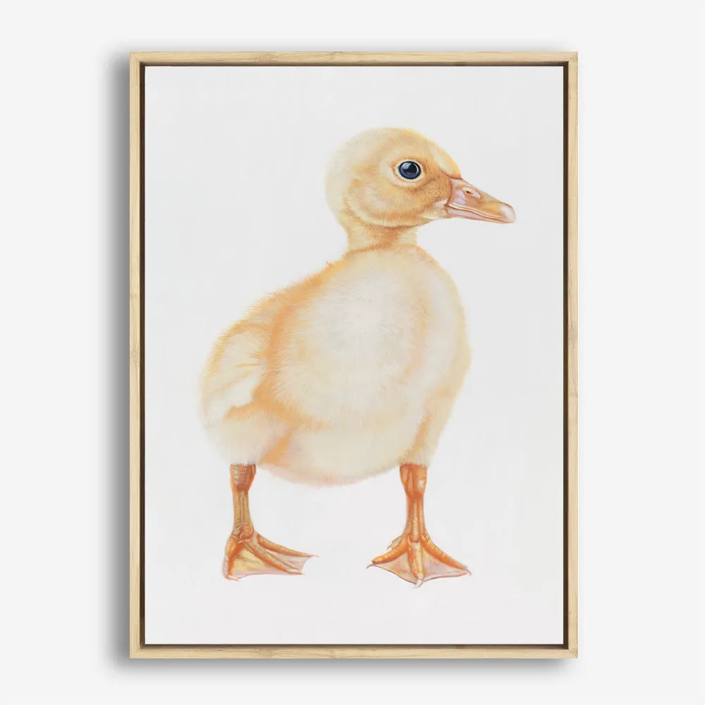 Baby Duckling Canvas Print