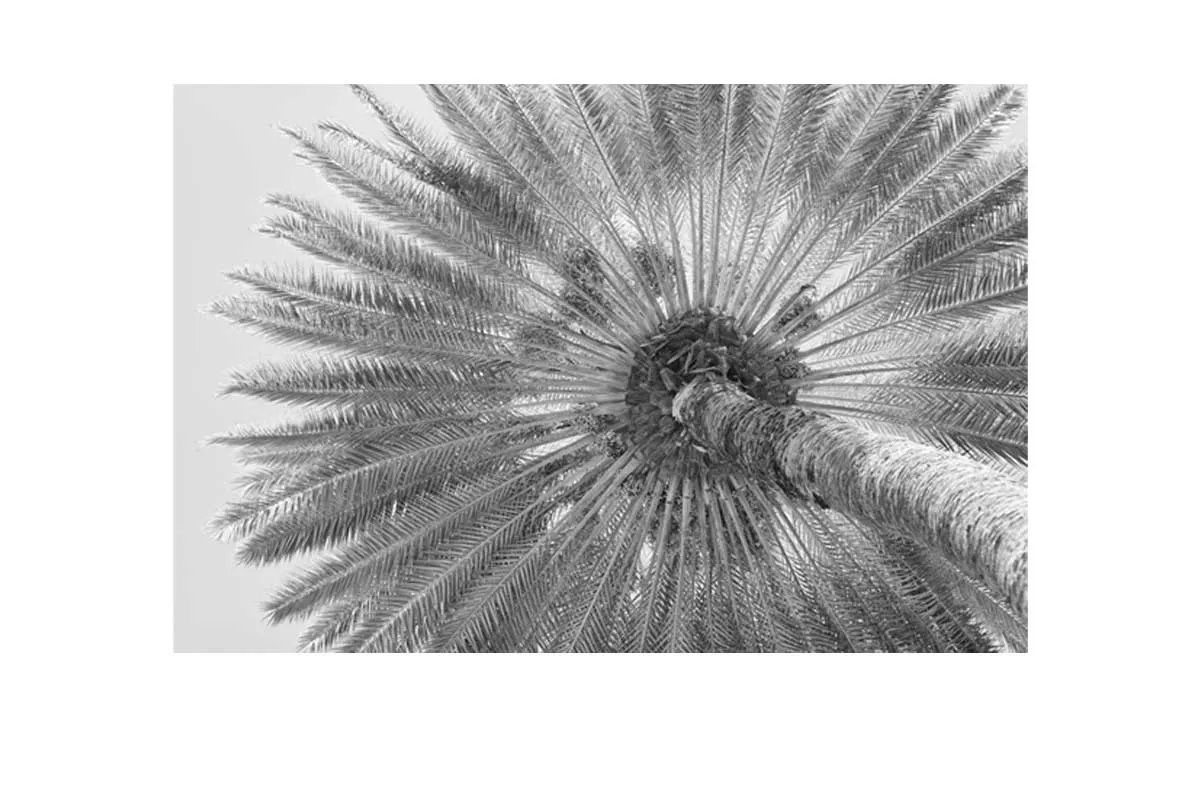 B&W Palm from Below | Canvas Wall Art Print