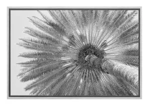 B&W Palm from Below | Canvas Wall Art Print