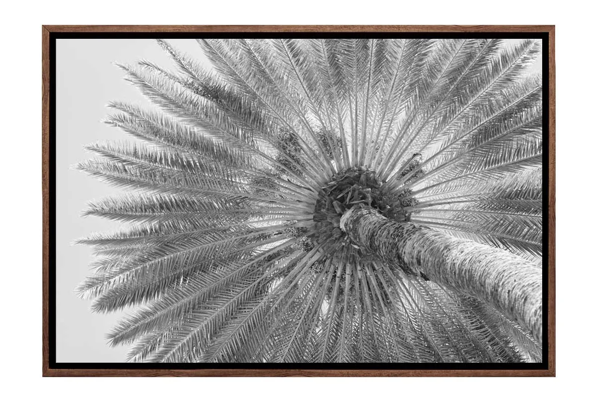 B&W Palm from Below | Canvas Wall Art Print