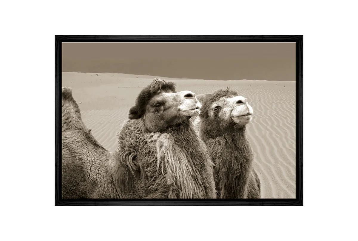 Camels | Canvas Wall Art Print
