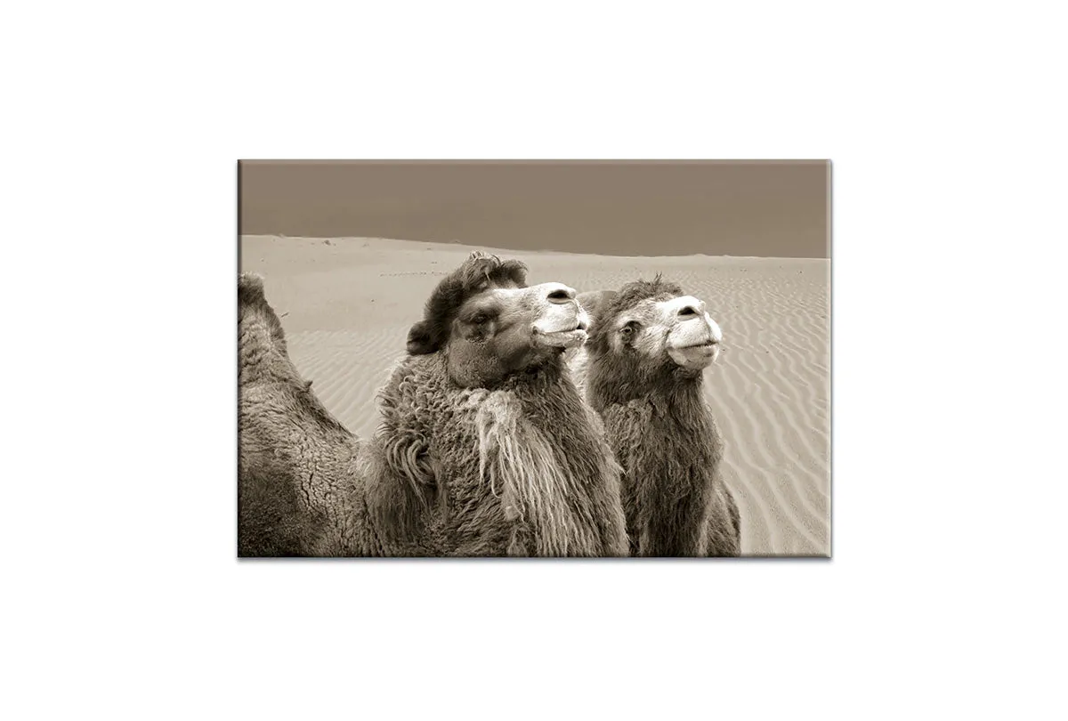 Camels | Canvas Wall Art Print