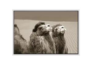 Camels | Canvas Wall Art Print