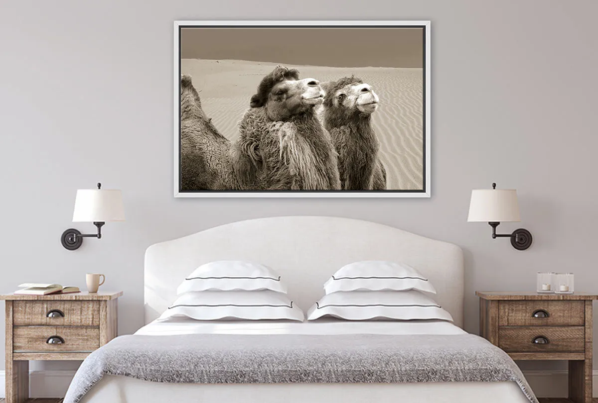 Camels | Canvas Wall Art Print