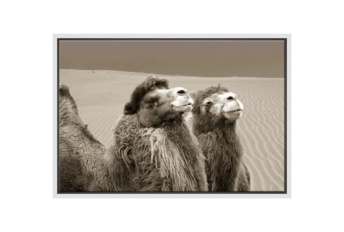 Camels | Canvas Wall Art Print