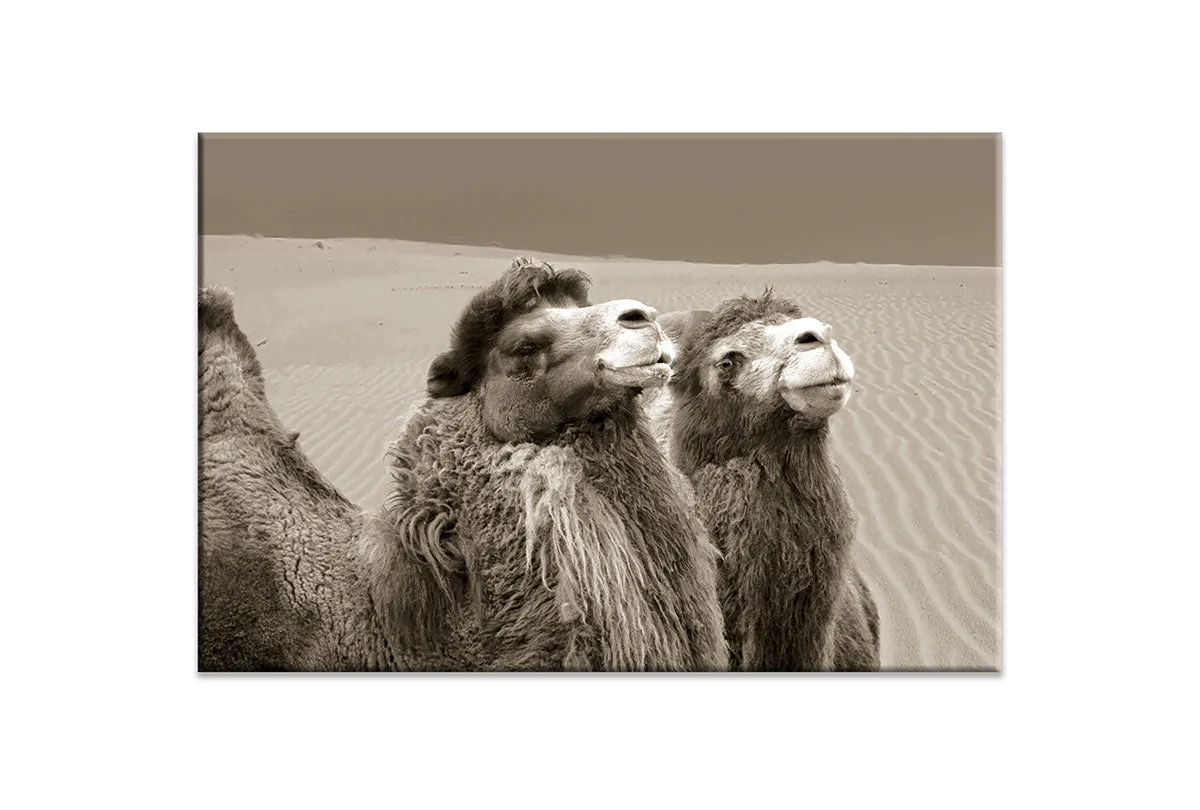 Camels | Canvas Wall Art Print