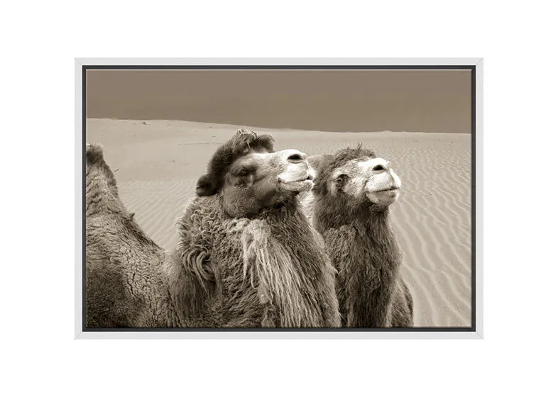 Camels | Canvas Wall Art Print