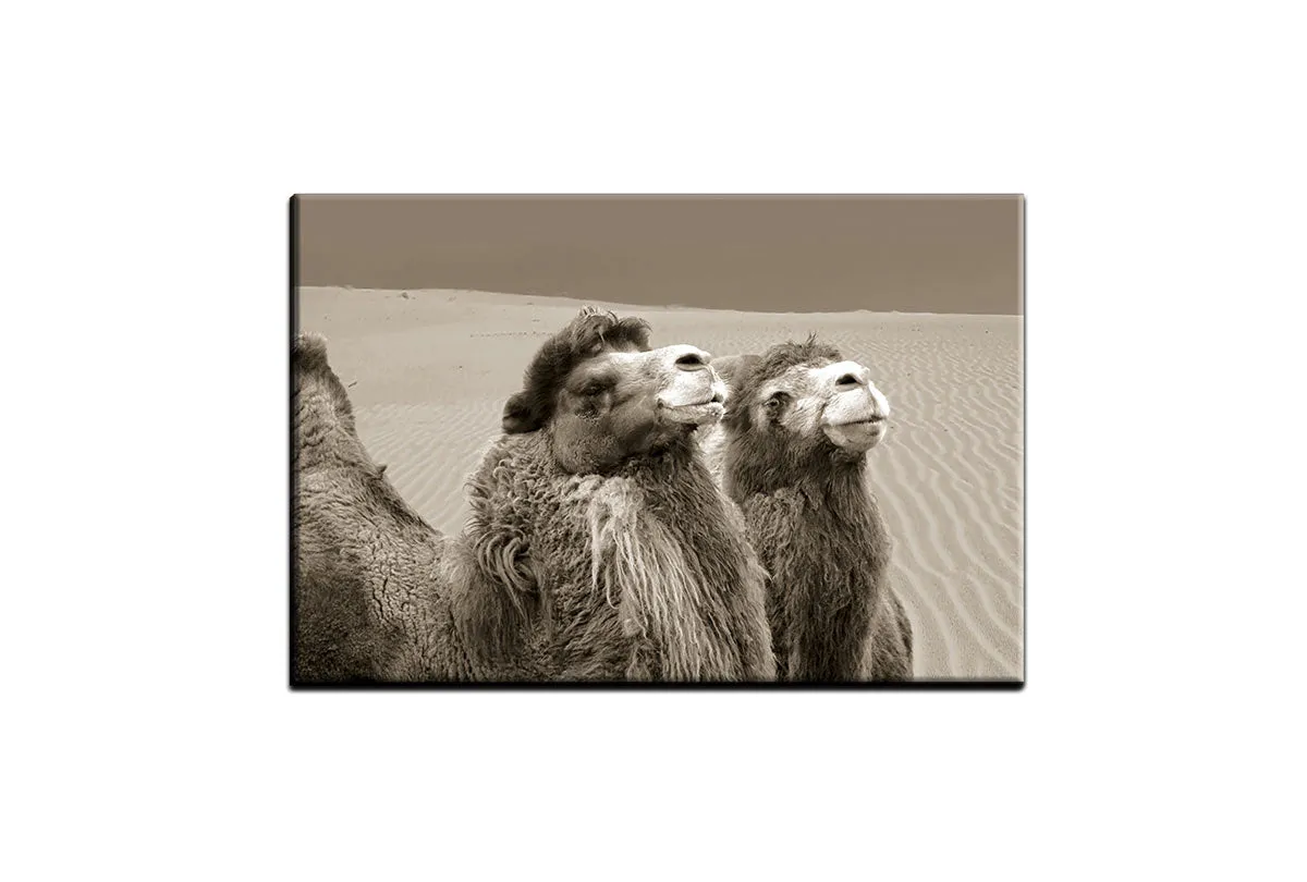 Camels | Canvas Wall Art Print