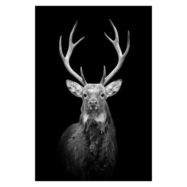 Copy of Animals Wall Art Prints