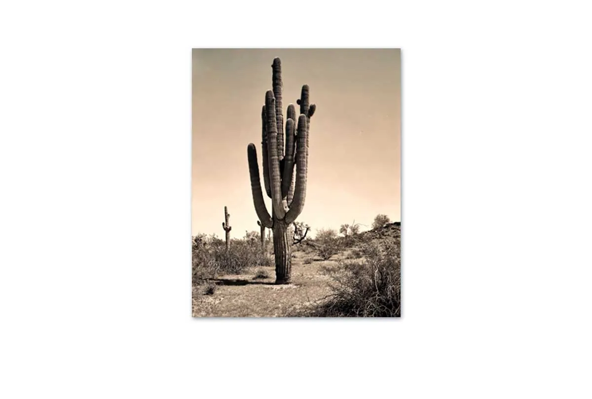 Gigantic Cactus, Arizona, USA | Canvas Wall Art Print