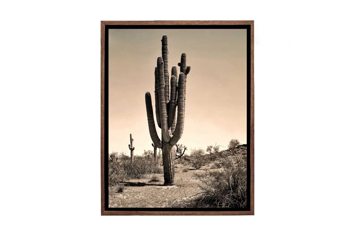 Gigantic Cactus, Arizona, USA | Canvas Wall Art Print