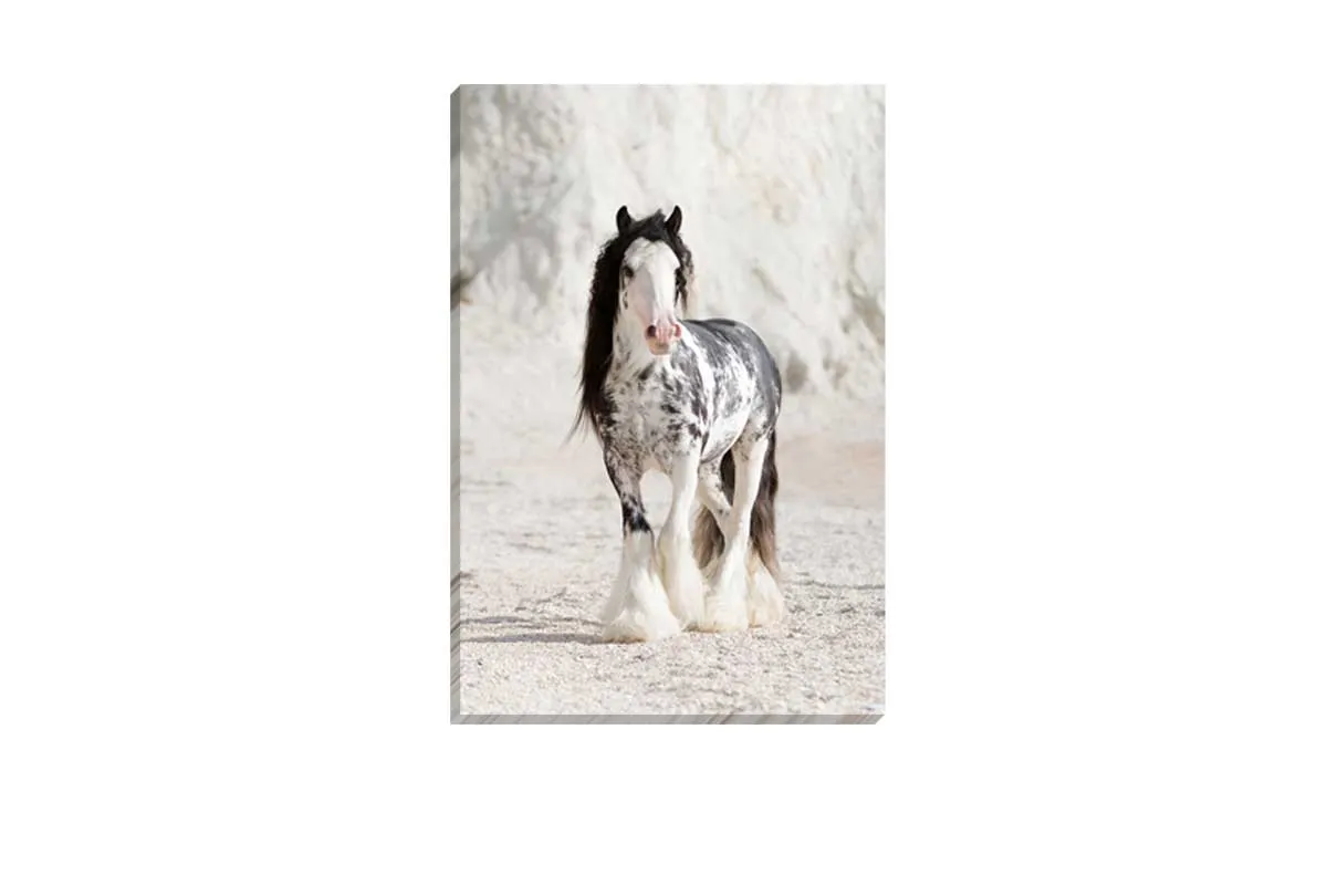 Gypsy Horse | Canvas Wall Art Print