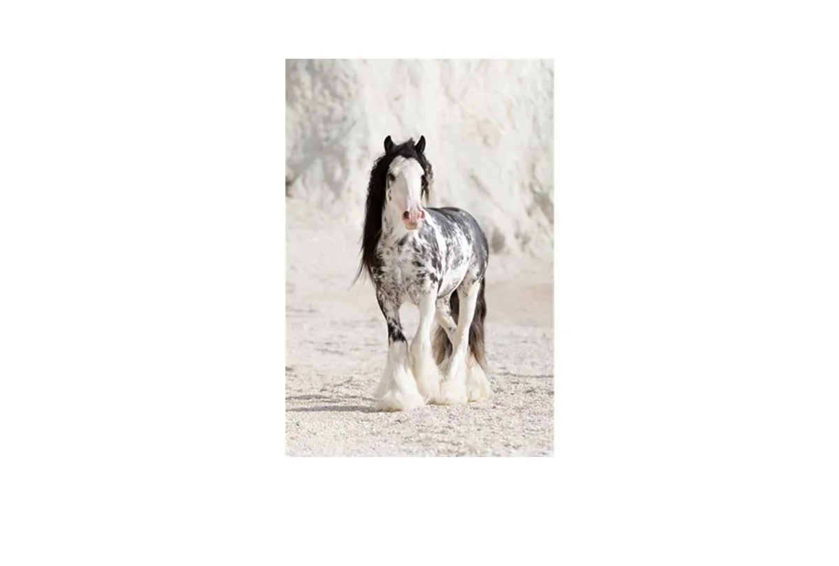 Gypsy Horse | Canvas Wall Art Print