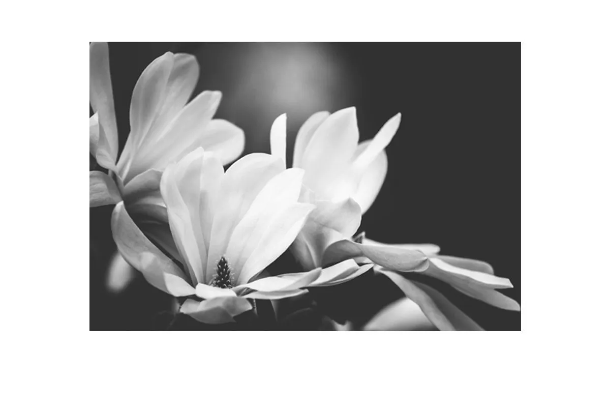 Mono Tone Bloom | Canvas Art Print