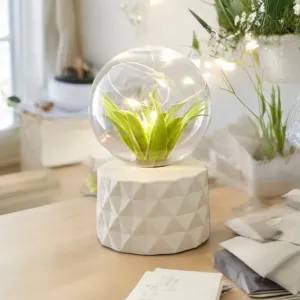 Natural Faux Terrarium Dome Light